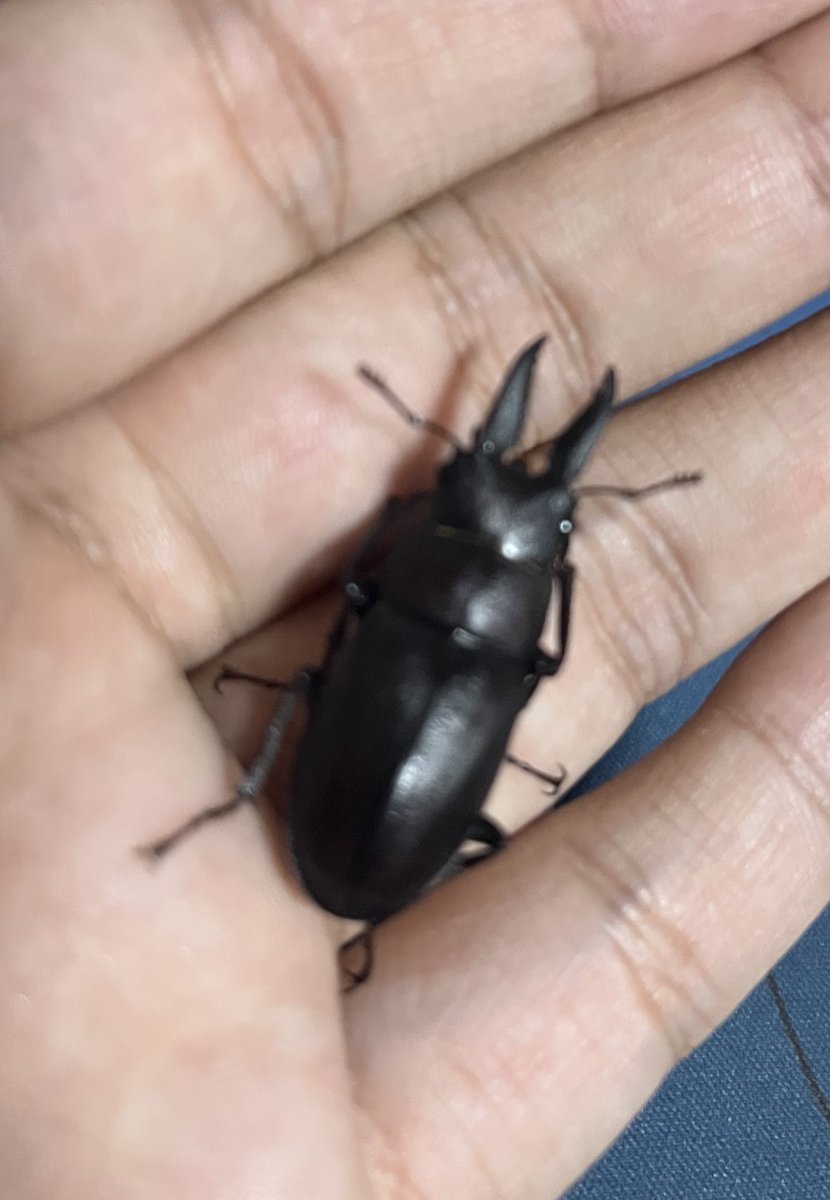 Spiritus_Beetle's tweet photo. そういえば昨晩も雨の中飛んできました😯 https://t.co/ke3OPcsn73