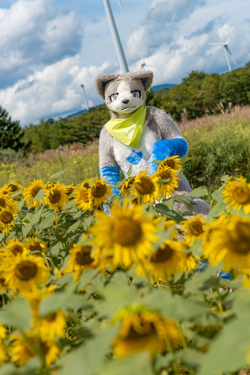 #FursuitFriday
#いぬかのなにか