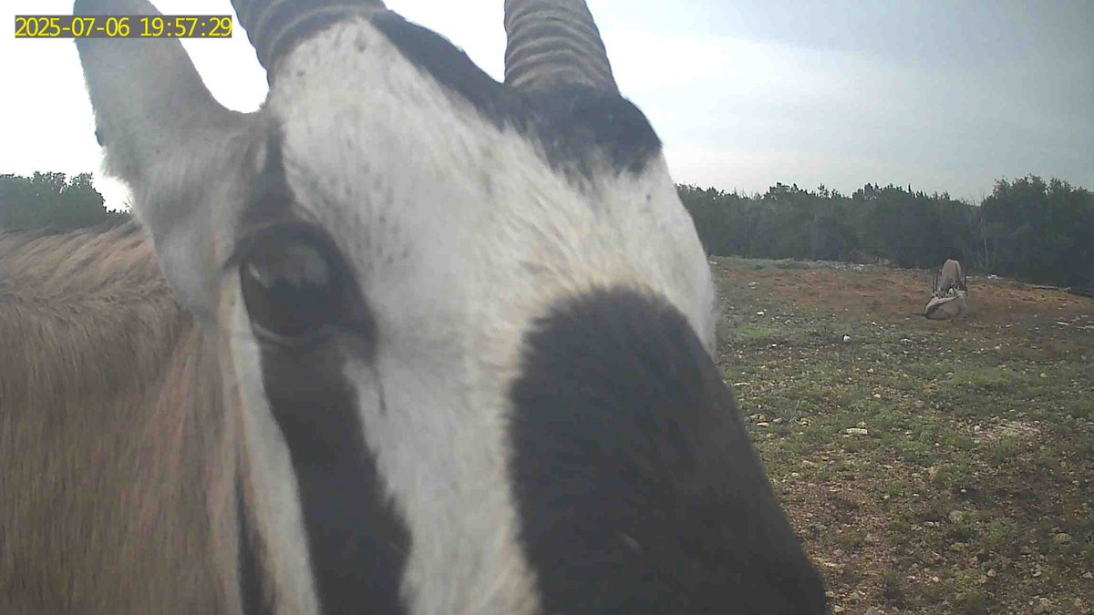jessup66's tweet image. Gemsbok says hello