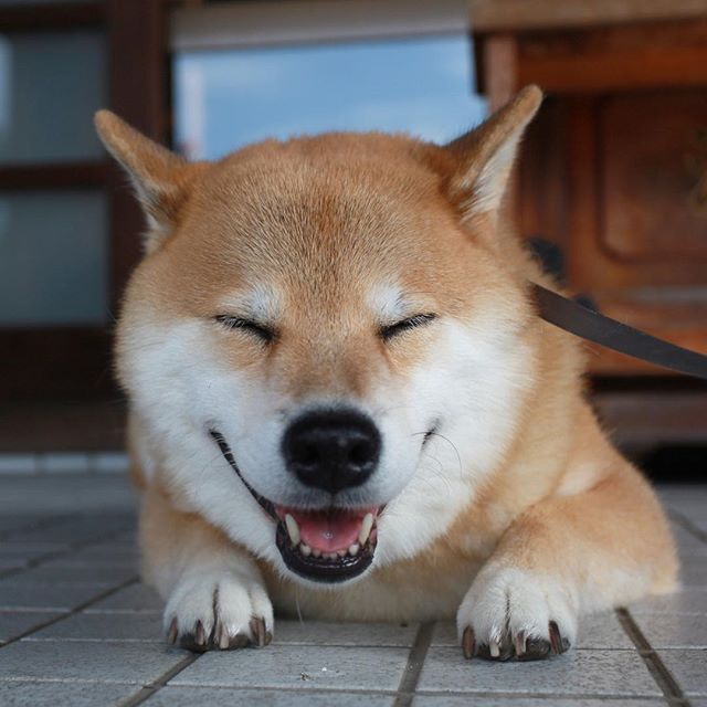 In a world full of noise, one Shiba made millions smile, silently. 😍
His name? Marutaro 🐶✨
He didn’t chase virality , he became it $MARU
not just a meme coin, but a tribute to timeless joy.
TG: t.me/marutarocoinCTO

From heart to chain. Let’s make history.
#MARU  #Next100x