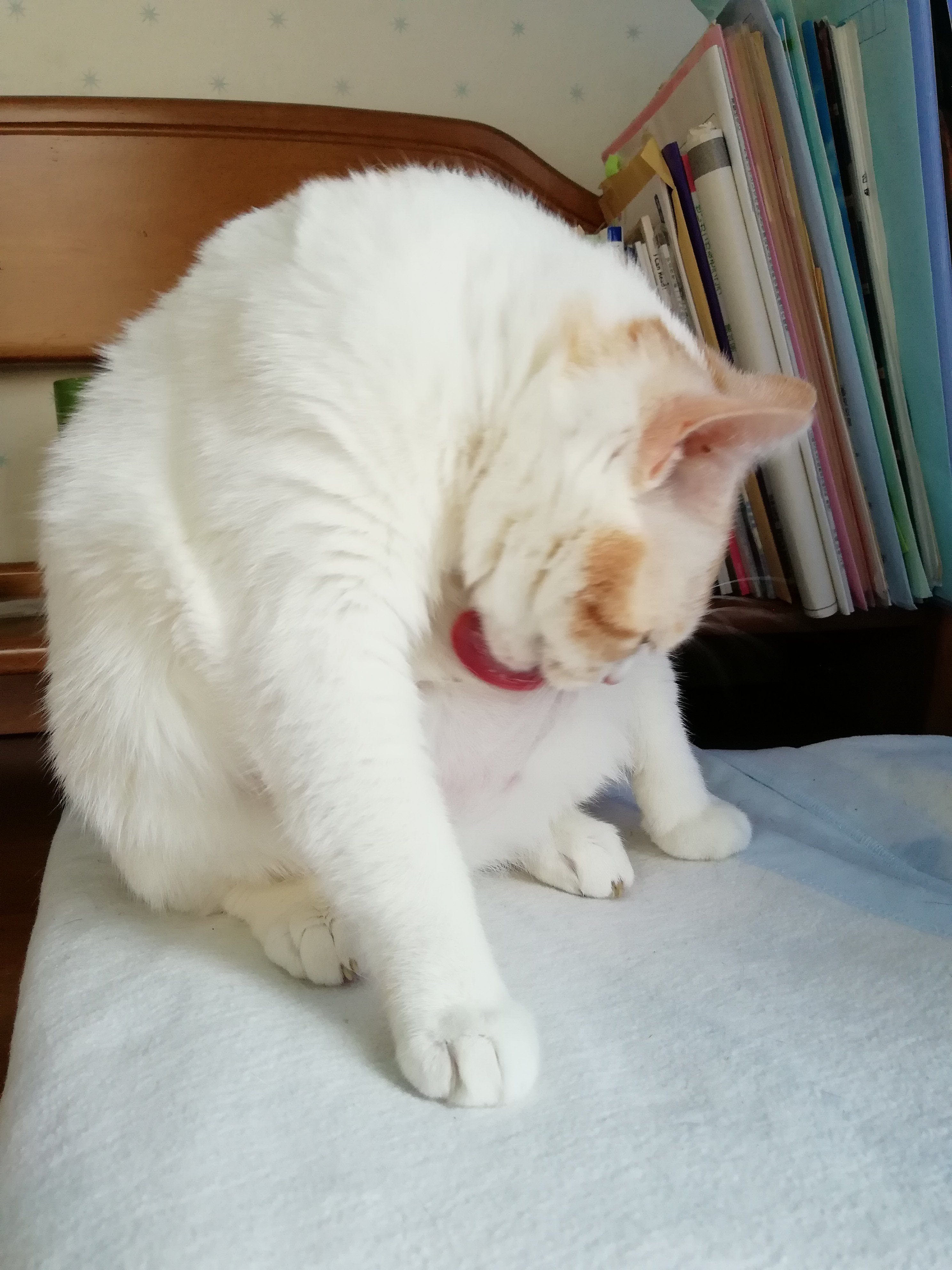 まさまさ(猫) on X: 