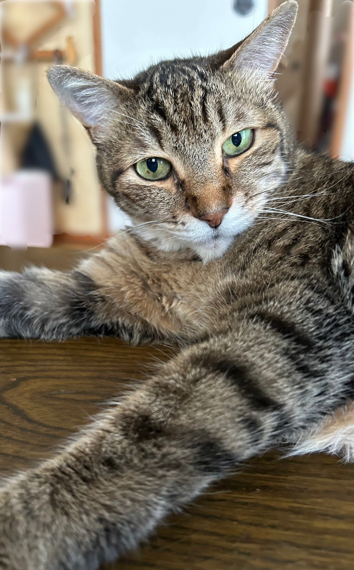 とらねこ 楽天市場】トラネコ トラ猫 虎猫 とらねこ とらねこ ネコ 子猫