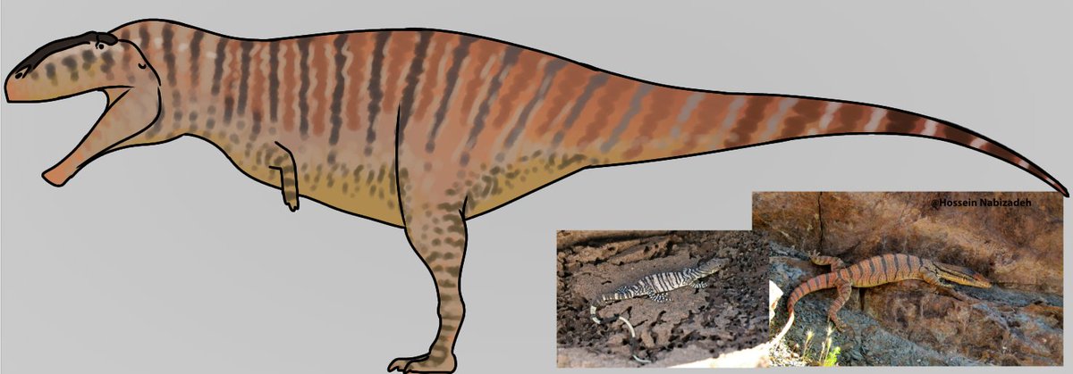 MrFragilis's tweet image. Carcharodontosaurus skin test
@juacoraptor