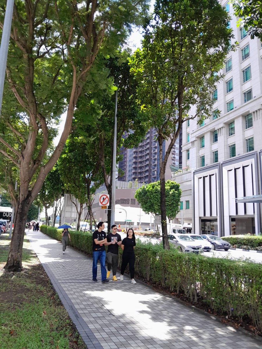 Reineguerrieree's tweet image. Just a calm morning stroll under these beautiful trees. Fresh air, quiet streets and light hearts. Wishing everyone a wonderful weekend ahead!