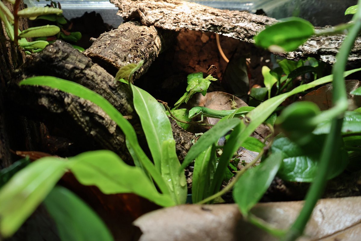 アオカナヘビ繁殖ケージ。
倒木で開けた森の林床というイメージ。朝になると時々ベビーが歩いている。