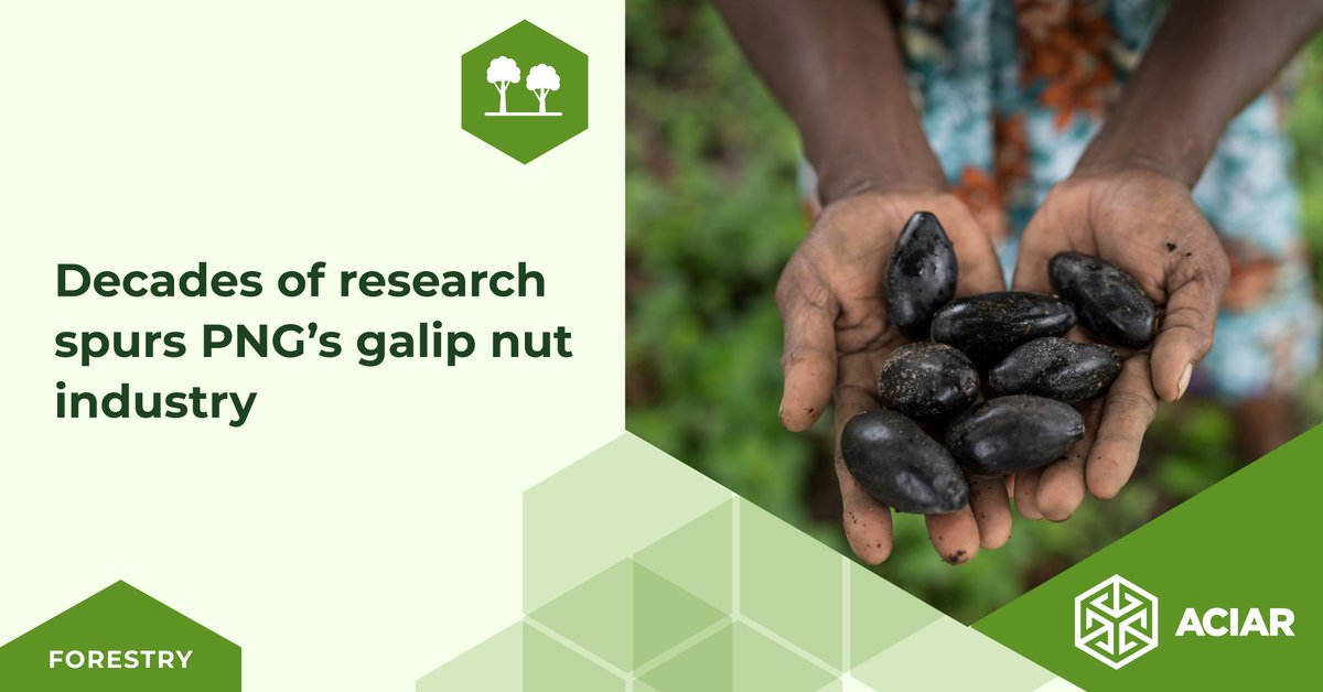 🌰 More than 30 years of #ACIAR-supported agricultural research in Papua New Guinea has helped lay the foundations for a burgeoning commercial galip nut industry.

Read more: ow.ly/bhmT50Wo7aC

#PNGAusPartnership #SDG17