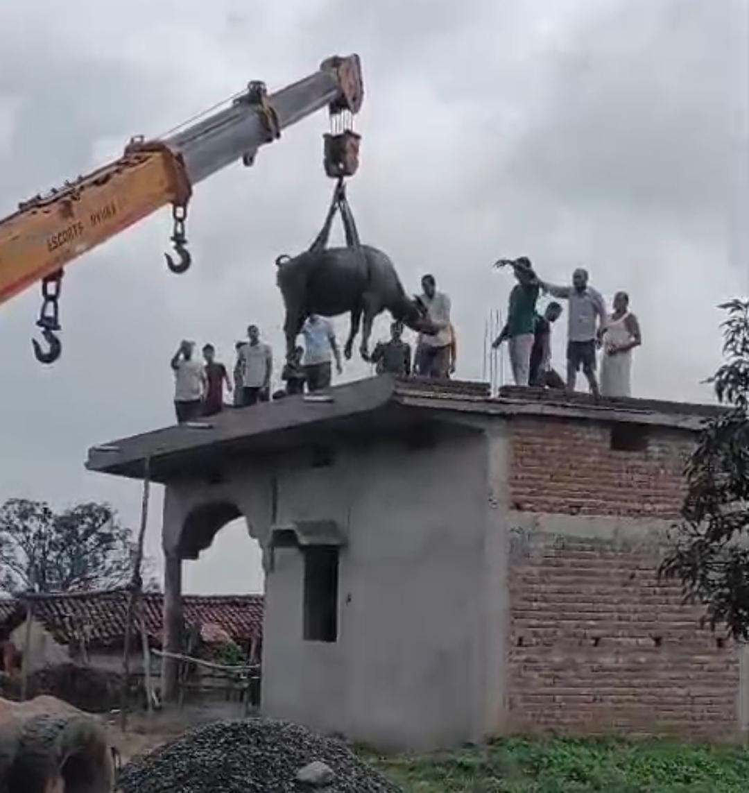 Ramashankarsh19's tweet image. सिंगरौली पक्के घर के छत में चढ़ी पालतू भैंस, मचा रही थी उत्पात, भैंस मालिक ने हाइड्रा बुलवाकर भैंस का कराया रेस्क्यू, छत से सुरक्षित नीचे उतरवाया भैंस को, सोशल मीडिया पर वीडियो हो रहा है जमकर वायरल, बरगवां थाना क्षेत्र के गोदवाली इलाके का मामला।