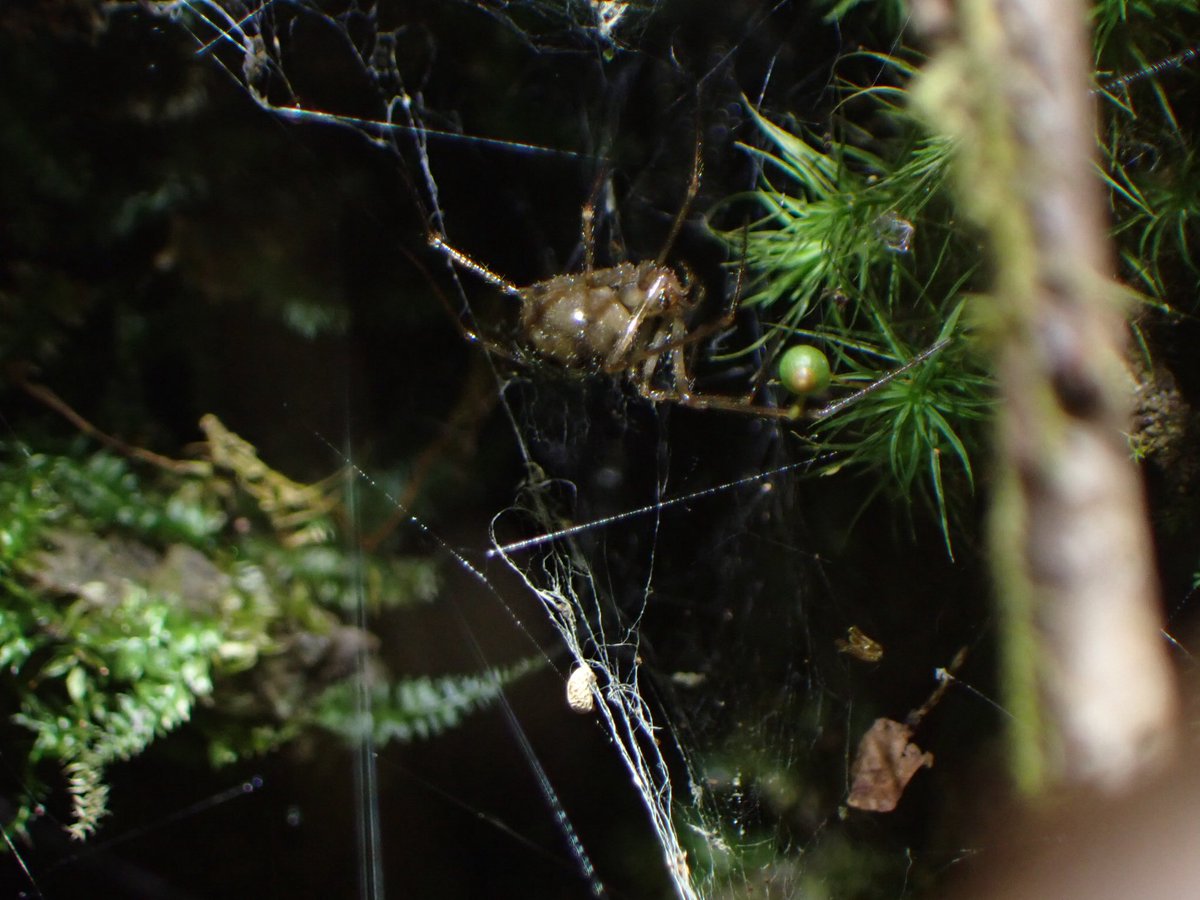 Qu_brcspider's tweet photo. 先日の生物研究部の九重合宿にクモ班も参加してきました
由布市〜豊後大野市〜九重町で採集を行いました。この時期はいいクモばかりです https://t.co/yvIN3leS9J