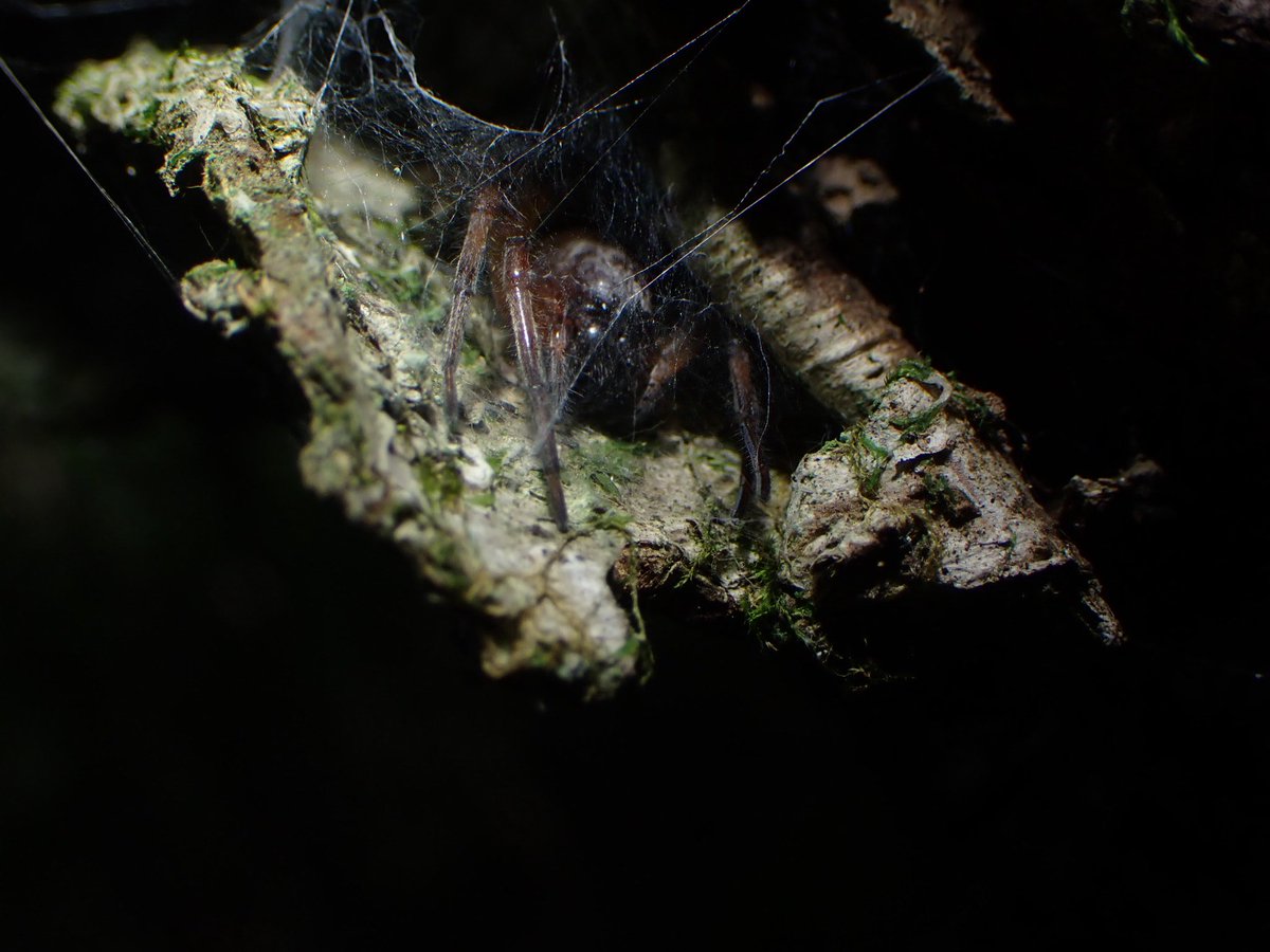 Qu_brcspider's tweet photo. 先日の生物研究部の九重合宿にクモ班も参加してきました
由布市〜豊後大野市〜九重町で採集を行いました。この時期はいいクモばかりです https://t.co/yvIN3leS9J