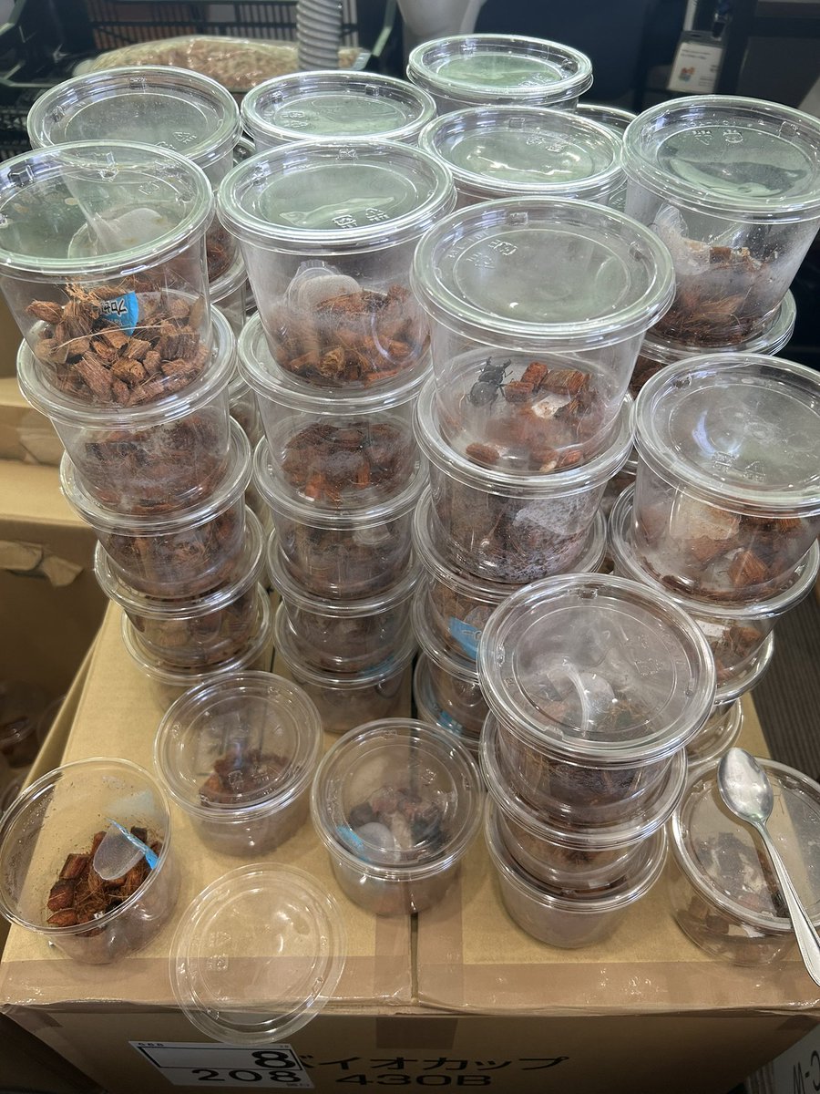 今週は、鹿児島市宇宿付近の、幼稚園保育園にカブトムシ、クワガタムシ配ってます！ざっと300匹は配りましたが、まだまだ配布しますよー！

子供達と楽しんでくださいー！！