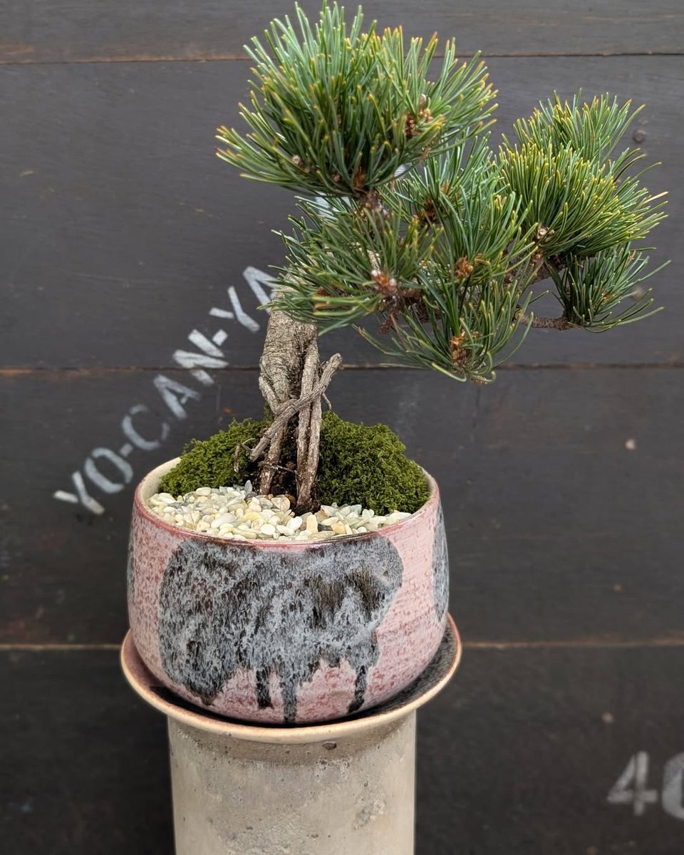 houjyuen's tweet photo. \\ スタッフのオススメ「 #五葉松 」 //

  ■ 今回入荷した植物の特徴
・  味わい深さと趣きあり。
・ 和の空間にも洋の空間にも合いそう🙆
・ 苔はイミテーションなので乾燥しても大丈夫。
===
どんどん人気が出てきている松！
夏ですが、松もお楽しみください♪ https://t.co/L0m4GpY1c7