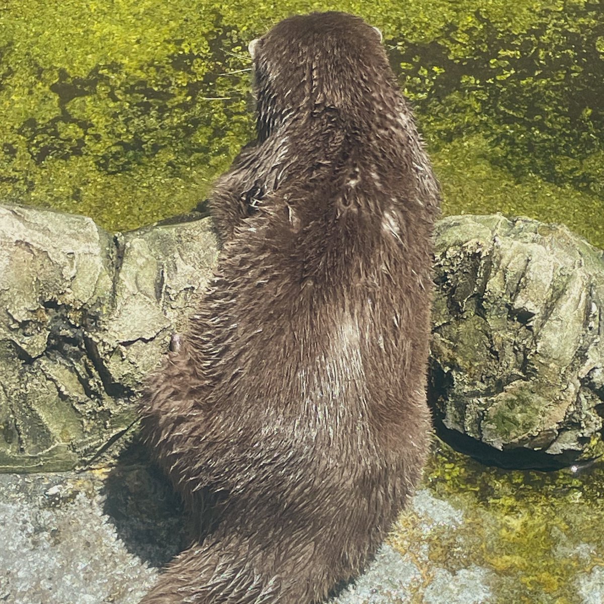 可愛い背中o̴̶̷᷄  ̫ o̴̶̷᷄ﾅﾆめꙇ١₹