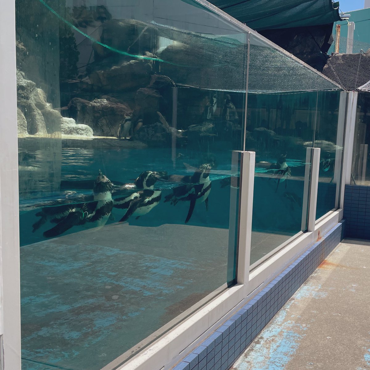 つららちゃんがショーやってる時ガン見してて笑っちゃった🐧🧊