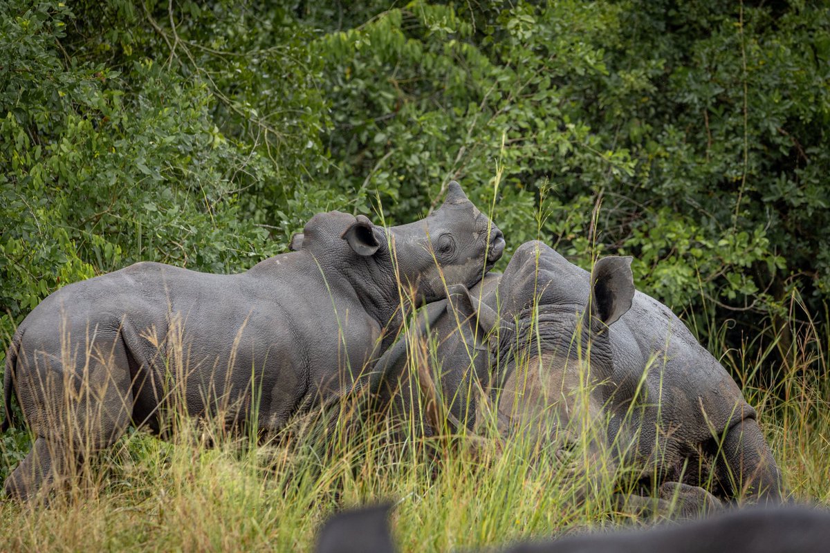 Uganda Wildlife Authority (@ugwildlife) on Twitter photo In a world where these magnificent creatures were once extinct due to poaching in the 1980s!
15 rhino calves were recently born and freely walk around <a href="/ziwarhinoa73435/">ziwarhinoandwildliferanch</a> as a symbol of hope and resilience.
Be part of history by naming one of these beautiful calves and fund In a world where these magnificent creatures were once extinct due to poaching in the 1980s!
15 rhino calves were recently born and freely walk around <a href="/ziwarhinoa73435/">ziwarhinoandwildliferanch</a> as a symbol of hope and resilience.
Be part of history by naming one of these beautiful calves and fund