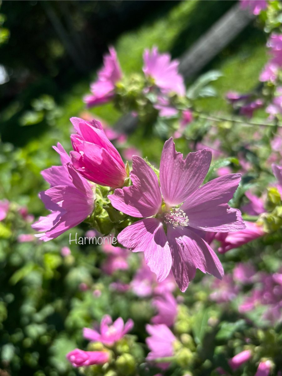 stein5864's tweet image. 🌿🌸🌿 Guten Morgen 🌿🌸🌿