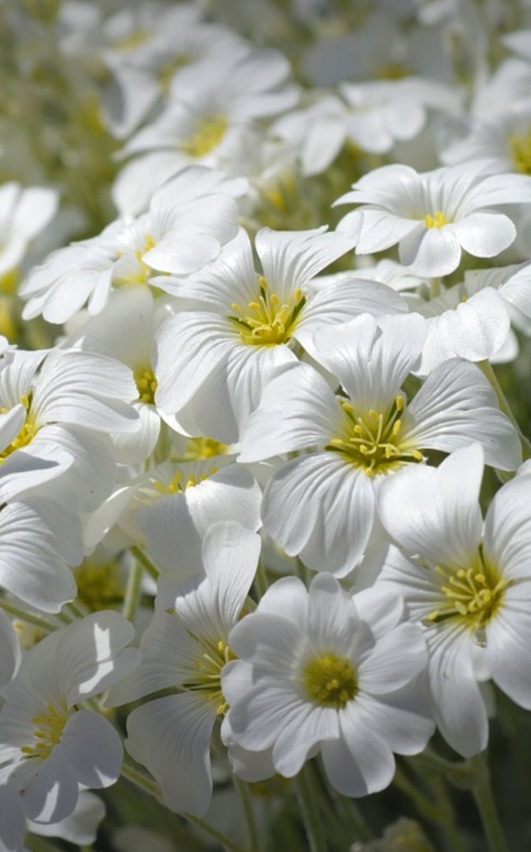 Enjoy your day💛🤍💛🌼🍃