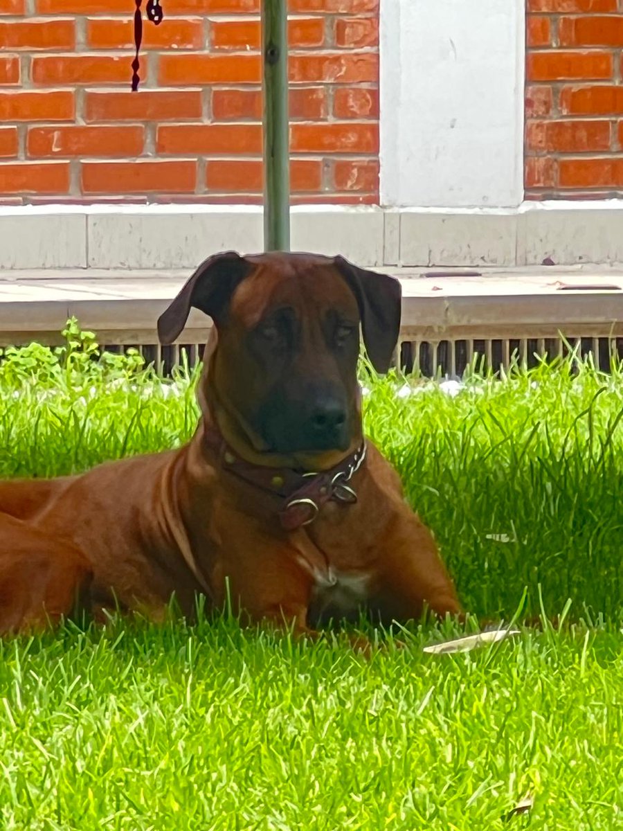 Vecinos de Zacatenco reportan que encontraron a este perrito perdido en la zona de Lindavista y Torres Lindavista, en Gustavo A. Madero. Por si alguien lo reconoce, si pueden RT.