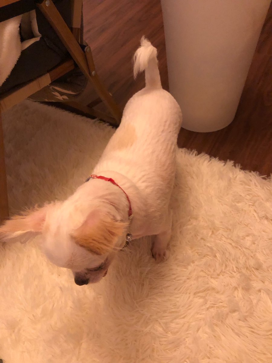 zonoCamp's tweet photo. トリマー代を飲み代にしたい❗️ならば僕がカットしちゃうもんね🤭
6ミリ〜3ミリ
耳と足まわりはスキバサミで自然に。
お風呂入れておやつあげて終了😊お疲れ様〜 https://t.co/xCHytRepLv