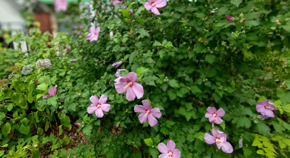 Utokyo_Alumni's tweet image. おはようございます。
アジサイの季節が終わり(左側)、ムクゲの花の季節になりました。
#東京大学
#本郷キャンパス
#UTokyo