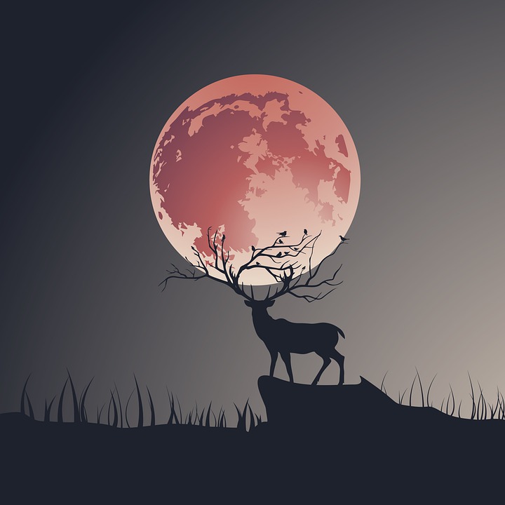 ellin_anderson's tweet photo. DEER AND SUMMER MOON
With no thought at all
Of autumn’s bone-bleak chances,
The young buck dances
#FullMoon #RaspberryMoon #BuckMoon #HayMoon #JulyFullMoon #HaikuSaturday #SaturdayHaiku #haiku #July #deer #poem #poetry #poets #PoetryX #PoetryTwitter #PoetryLovers #micropoetry https://t.co/toVGVqH5Da