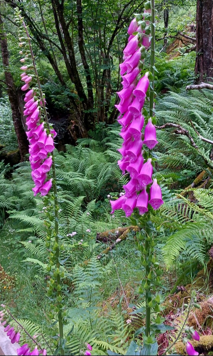 <a href="/Anthony78644696/">Anthony</a> 
<a href="/DavidMariposa1/">David</a> 
Happy #FlowersOnFriday