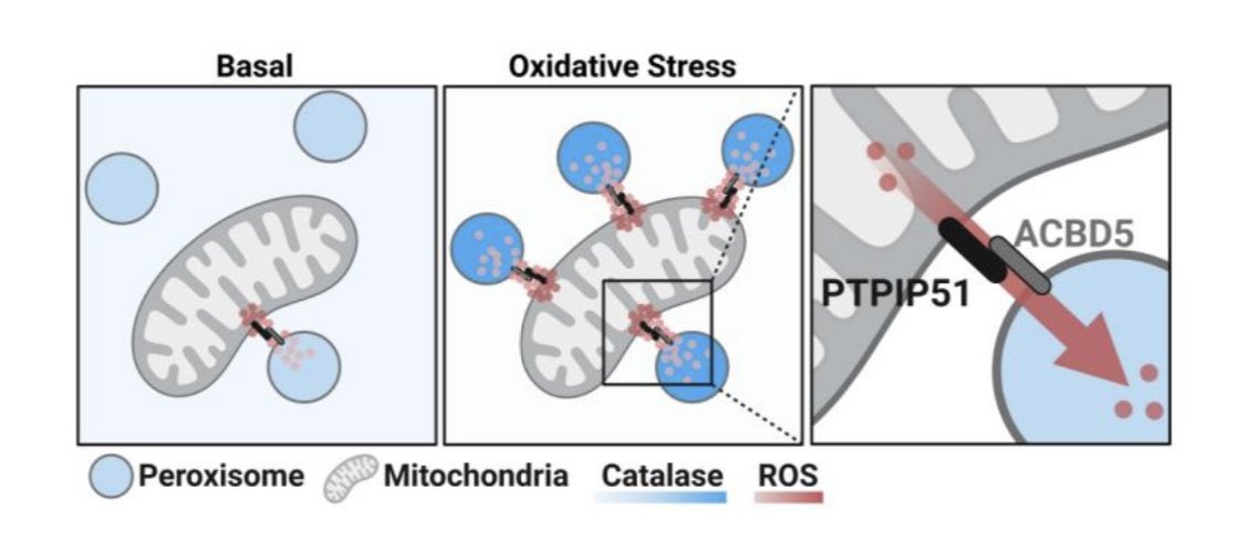 Madam Mitochondria (@madam_mito) on Twitter photo ROS transfer at peroxisome-mitochondria contact regulates mitochondrial redox;
science.org/doi/10.1126/sc… ROS transfer at peroxisome-mitochondria contact regulates mitochondrial redox;
science.org/doi/10.1126/sc…
