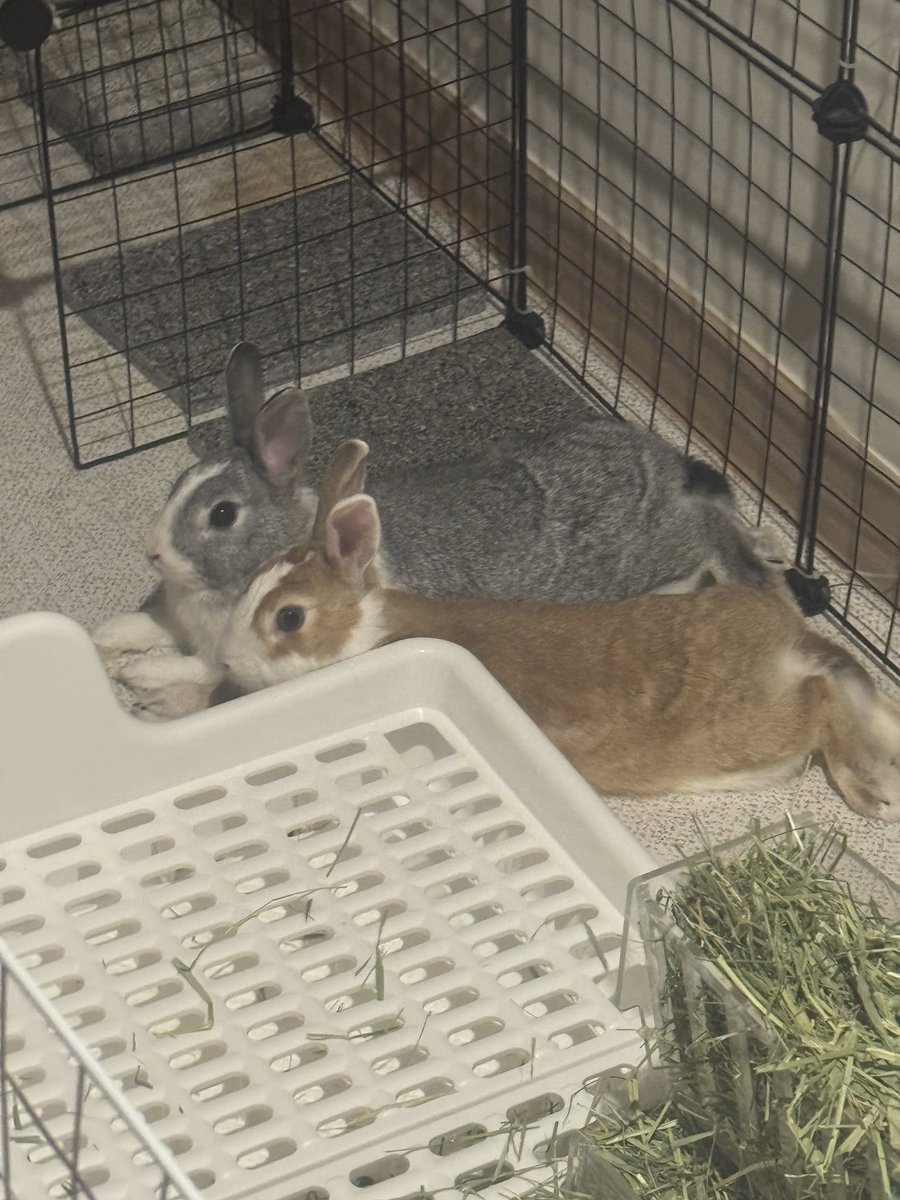 내 버츄얼이 토끼가 모티브인 이유
진짜 토끼 집사임.