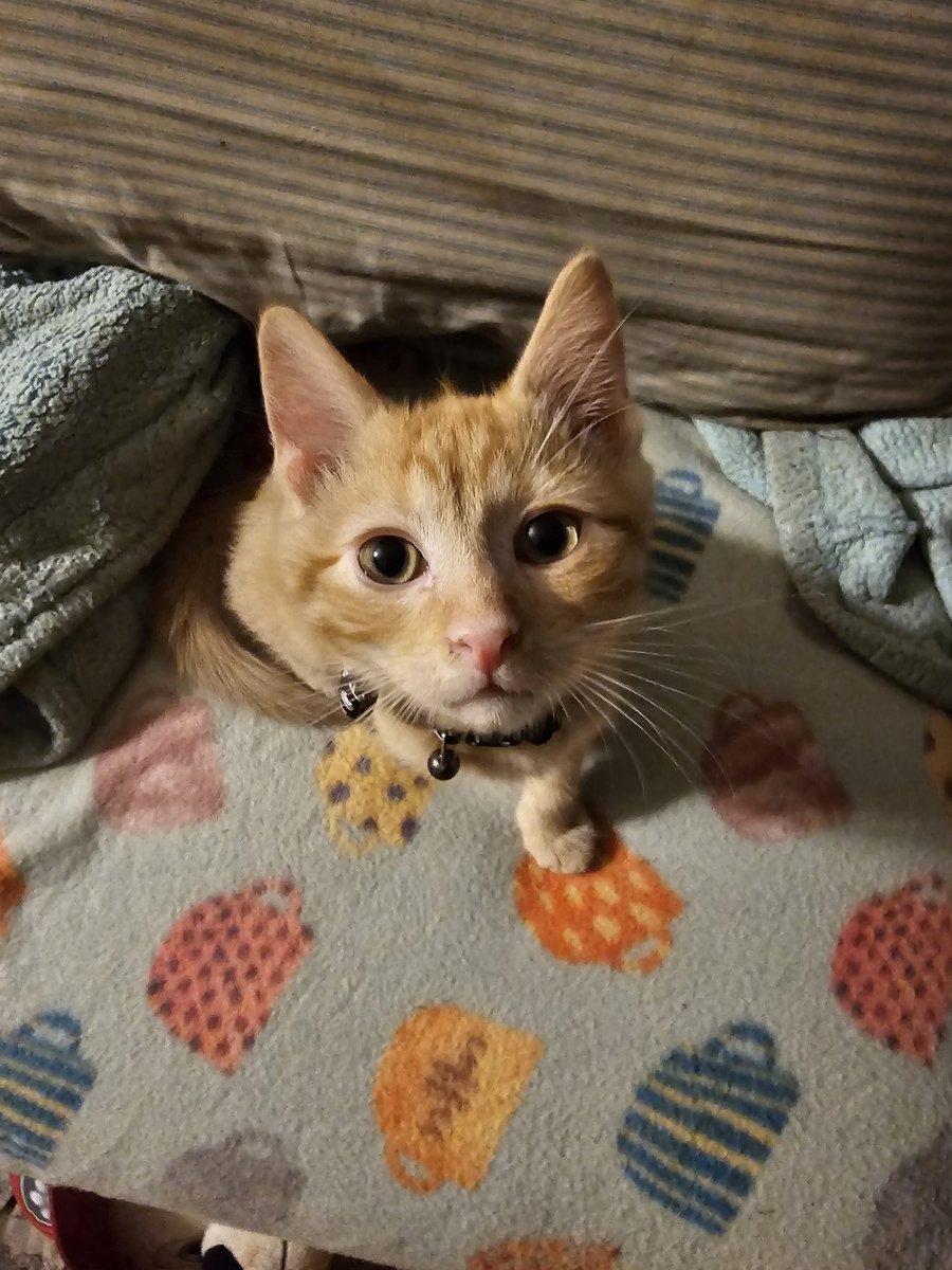 The algorithm hates me now, so 99% of you won't see this, but here's a picture of the kitty my daughter got a month ago. She was told he was 8 weeks and then came to find out he was barely 5. It was close. He almost succumbed to fading kitten syndrome, but we pulled him through.