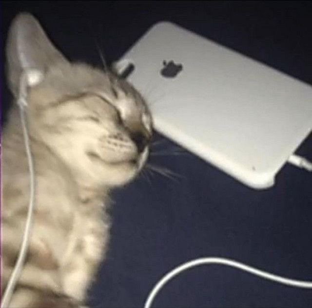 buzztinasty's tweet photo. vou mimir desse jeito 🥺 https://t.co/ICOrPGAxHY