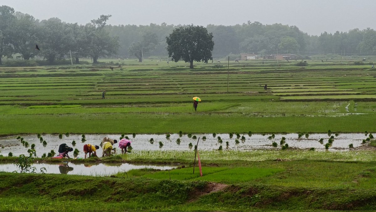 हमारे यहाँ लगातार 1 महीने से बारिश हो रही है। धनरोपनी के लिए तैयार किया गया बिचड़ा भी सड़ गया, उसके बावजूद किसानों ने दोबारा हिम्मत जुटाकर धनरोपनी का कार्य शुरु कर दिया है।
जोहार। 🙏