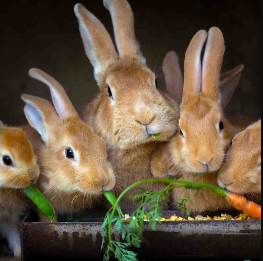 AgriHopper's tweet photo. Think Circular
🟢 Feed rabbits kitchen scraps
🟢 Rabbits give manure + urine
🟢 Manure feeds garden
🟢 Garden feeds rabbits
This is green farming.
Sustain the loop.
#ZeroWasteAgri #RabbitCycle #AgriHopper https://t.co/9CzTqC7m2H