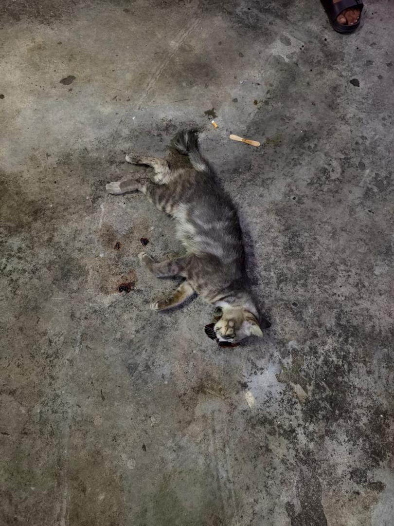 fourmeows1's tweet photo. 📍PANGSAPURI SERI NILAM, AMPANG

Strays diracun/dibuang dari tempat tinggi. Berbelas-belas ekor dijumpai mati dalam keadaan menyayat hati termasuk ibu yang bunting💔

Allah SWT itu wujud &amp; setiap perbuatan keji tidak akan terlepas daripada pengetahuanNya. https://t.co/lGZKs4yQwk