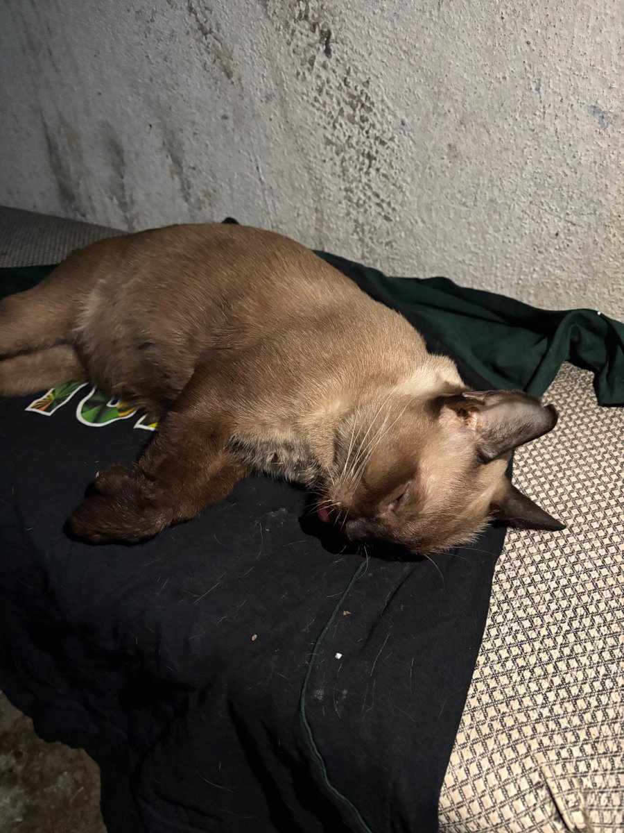 fourmeows1's tweet photo. 📍PANGSAPURI SERI NILAM, AMPANG

Strays diracun/dibuang dari tempat tinggi. Berbelas-belas ekor dijumpai mati dalam keadaan menyayat hati termasuk ibu yang bunting💔

Allah SWT itu wujud &amp; setiap perbuatan keji tidak akan terlepas daripada pengetahuanNya. https://t.co/lGZKs4yQwk