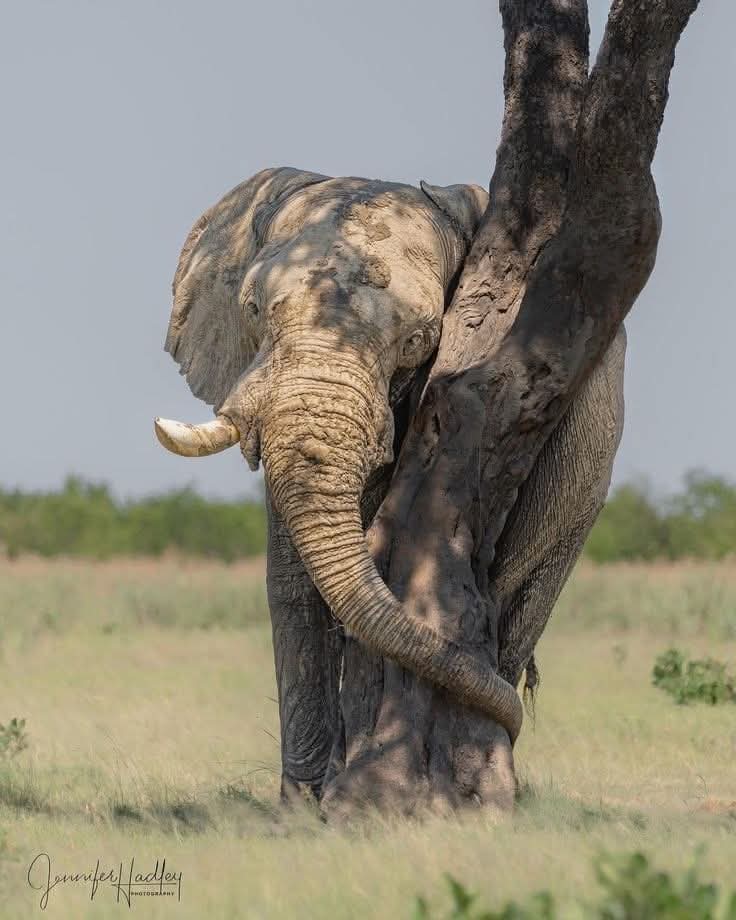 Elvis (@nereura9) on Twitter photo La  Belleza de la Vida Salvaje en su máximo esplendor. 
🖐️NO abras este hilo si no te gusta la naturaleza. La  Belleza de la Vida Salvaje en su máximo esplendor. 
🖐️NO abras este hilo si no te gusta la naturaleza.