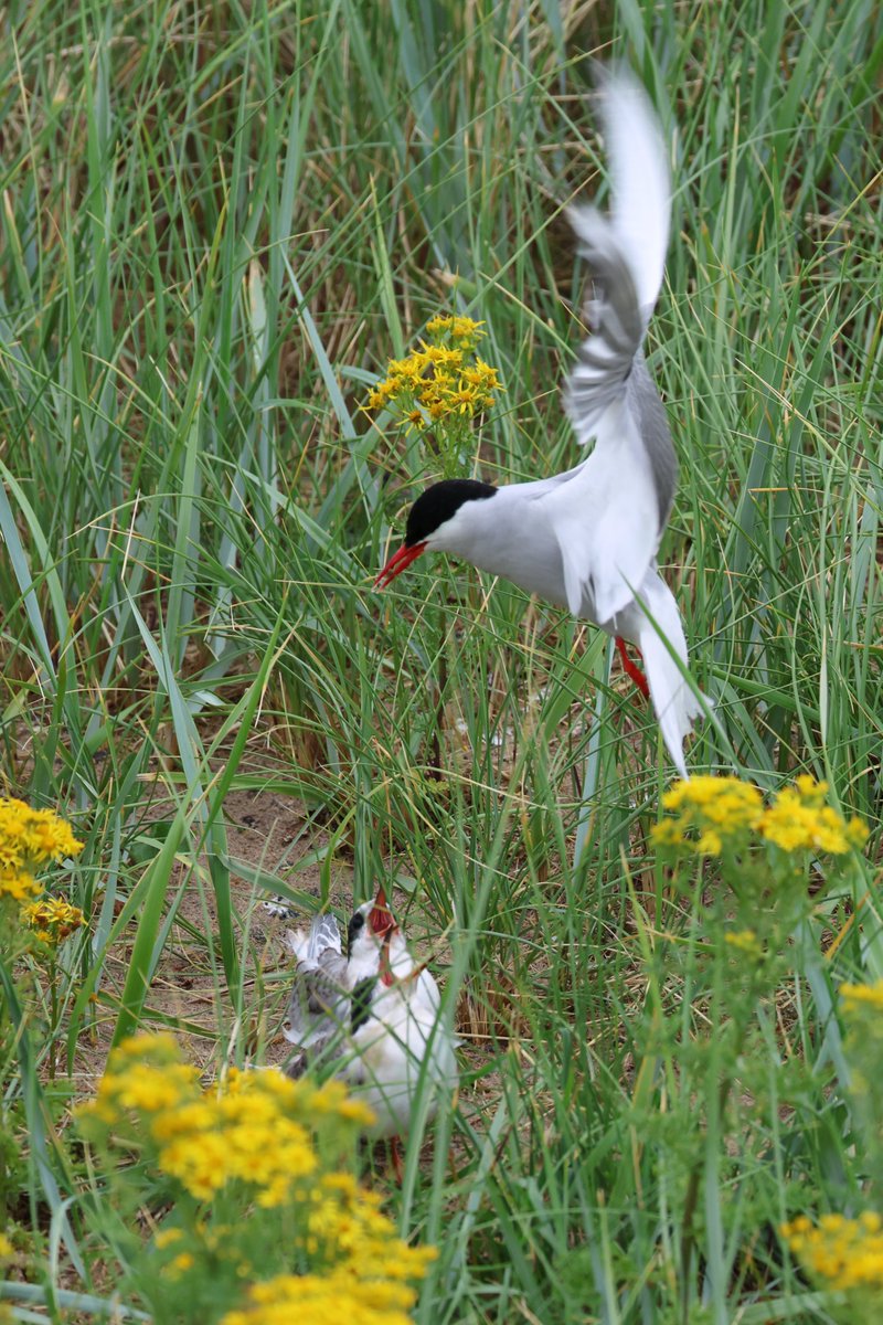 Good morning everyone

The weekend is upon us which means we need to open the wings and drop right in to #FlyDay, so here's a few captures from Long Nanny, Northumberland.

We have Sand Martins, Artic Terns &amp; juvenile Artic Terns

#birds #EastCoastKin #photography #ukbirding
