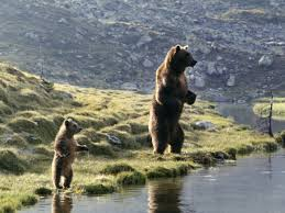 merlinpapin3's tweet photo. .@FredOL69007 #DéfiCinéClassique2025 Juillet (Animaux Sauvages) Vu le film #LOurs de Jean Jacques Annaud (1988) avec Youk , Bart , Tcheky Karyo Jack Wallace André Lacombe
Le film suit un ourson orphelin, qui inconscient et maladroit, est adopté par un ours solitaire. Il fera avec lui l'apprentissage de la vie et du mal, un mal que personnifient deux chasseurs lancés à leurs trousses. L'un de ces chasseurs, Tom, prendra soudainement conscience de la dignité de la vie animale.
Il y a des films qui frappent par leur intensitĂ©, dâautres par leur tendresse. LâOurs rĂ©unit les deux, et ce nâest pas un hasard si son souffle rappelle autant Le Vieil Homme et la mer que Le Livre de la jungle â sans quâaucun mot ne soit vraiment nĂ©cessaire. Dans cette grande fresque dâaventure tournĂ©e entre ciel et cimes, Jean-Jacques Annaud fait le pari insensĂ© de filmer les bĂȘtes comme des ĂȘtres vivants Ă part entiĂšre, et les humains comme des ombres parfois menaçantes, parfois attendries. Et le plus fou, câest quâil y parvient.
Lâhistoire, simple mais bouleversante, suit un jeune ourson orphelin â Youk â qui tente de survivre seul aprĂšs la mort brutale de sa mĂšre, Ă©crasĂ©e par un Ă©boulement. ĂgarĂ© dans un monde trop vaste, il croise bientĂŽt un ours adulte, Kaar, un grizzly aussi imposant que fascinant, traquĂ© par deux chasseurs tenaces. Lâun dâeux, Tom (interprĂ©tĂ© par un TchĂ©ky Karyo tout en intĂ©rioritĂ©), va bientĂŽt voir ses certitudes sâĂ©roder au contact de la nature et de cette bĂȘte quâil voulait abattre.
LĂ oĂč bien des films animaliers cĂšdent au cabotinage animal ou Ă lâanecdote gentille, LâOurs dĂ©ploie une dramaturgie quasi-shakespearienne. Youk, le petit brun, devient immĂ©diatement un personnage quâon aime. Il touche par ses maladresses, ses rĂȘves, ses peurs. Il mâa rappelĂ© un petit ours qui me collait Ă la peau, un compagnon dâenfance, silencieux mais fidĂšle â et sans doute bien plus Ă©veillĂ© que certains adultes.
Mais câest surtout dans lâambiguĂŻtĂ© que le film gagne sa grandeur. On a peur de Kaar, bien sĂ»r, de ses griffes, de son poids, de sa fureur. Et pourtant, cette peur se retourneâŻ: on craint pour lui. Pour cet ĂȘtre libre, digne, traquĂ© par lâhomme, par la cruautĂ©, par le fusil. Annaud inverse le regard : la menace nâest plus lâanimal mais lâhomme. Le duel final entre Bart (le grizzly) et Tom devient dĂšs lors un sommet de tension â un duel westernien en pleine nature, dans une clairiĂšre dĂ©sertĂ©e, oĂč le silence remplace la musique dâEnnio Morricone, et oĂč chaque souffle dâours a la force dâun coup de revolver. Câest un face-Ă -face dâautant plus fort quâil nâa pas besoin de mots.
La prouesse de Jean-Jacques Annaud tient dans sa patience : il ne âfait pas faireâ aux ours ce quâil veut, il attend quâils offrent ce quâils sont. Et au lieu de dompter la nature, il lâĂ©coute. Il filme, il observe, il rĂ©colte â et il façonne son film en salle de montage, comme un sculpteur taillerait dans le bois brut. Les rĂ©actions des ours â et surtout celles du petit Youk â ne sont pas feintes. Elles jaillissent du rĂ©el, ce qui donne au film un naturel bouleversant. En cela, LâOurs sâapparente presque Ă un documentaire⊠mais un documentaire qui aurait la force dramatique dâun conte tragique et lumineux.
Quant aux paysages, tournĂ©s en Colombie-Britannique, ils sont tout simplement Ă©poustouflants. Annaud nous emmĂšne au-dessus des nuages, sur des crĂȘtes effilĂ©es, au cĆur de forĂȘts que la brume transperce comme des souvenirs. Cette nature verticale, souveraine, donne le vertige â le vertige dâune aventure oursienne (oui, inventons le mot, il le mĂ©rite), sans Ă©quivalent au cinĂ©ma.
Dans une Ă©poque oĂč tant dâacteurs surjouent, LâOurs rĂ©ussit le miracle de faire Ă©prouver, de faire craindre, de faire aimer, sans paroles ni artifices. On en sort bouleverser. On se souvient de Kaar, immense et fragile. On veut protĂ©ger Youk. Et peut-ĂȘtre, secrĂštement, on aimerait pouvoir ĂȘtre un peu plus ours.