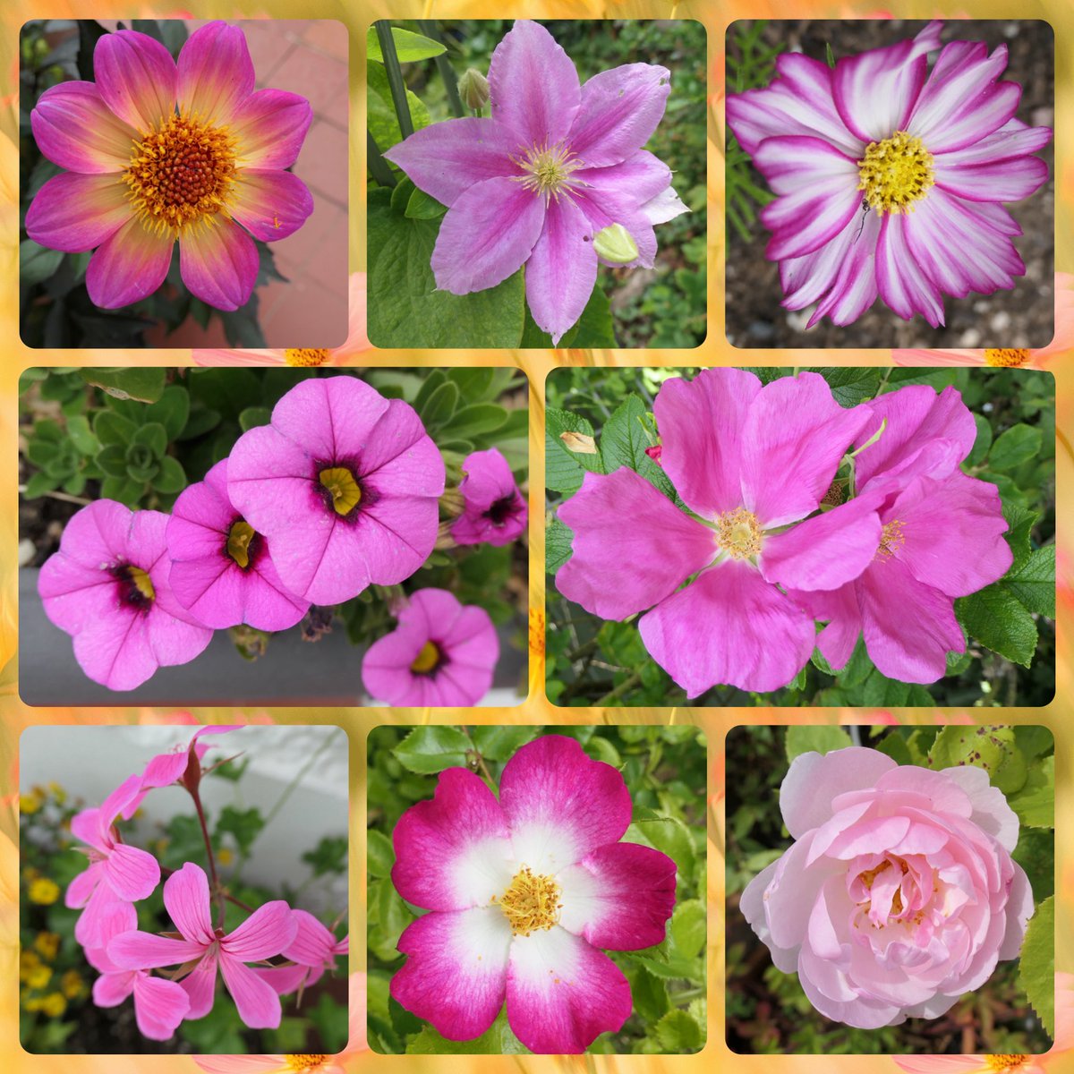 bumblebuddeez's tweet image. Happy #FlowersOnFriday and #PinkFriday from our garden 🩷🌸🩷
