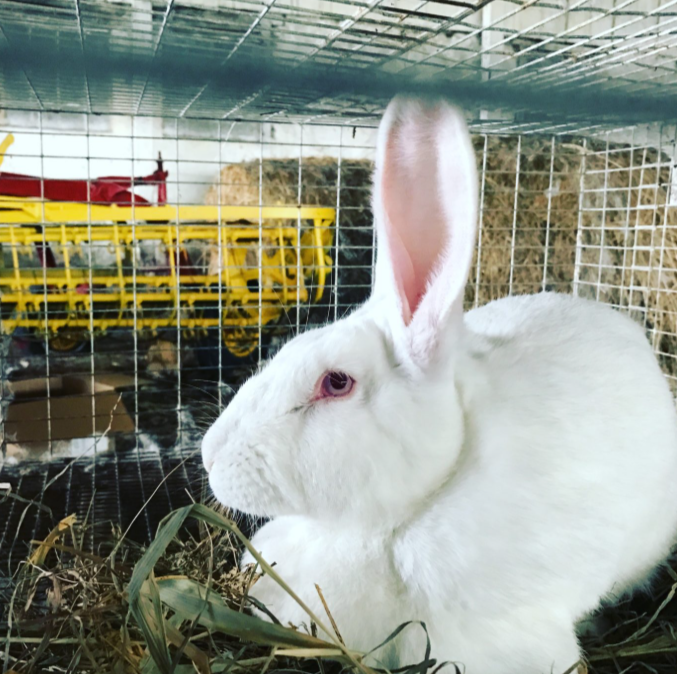 Ammantiax's tweet photo. โGreen income is silent but steadyโlike rabbits.โ
โ AgriHopper
Long-term impact begins with consistent care.
#AgriHopper #FarmWisdom #ThinkGreenGrowGreen https://t.co/5WTje1ywWX