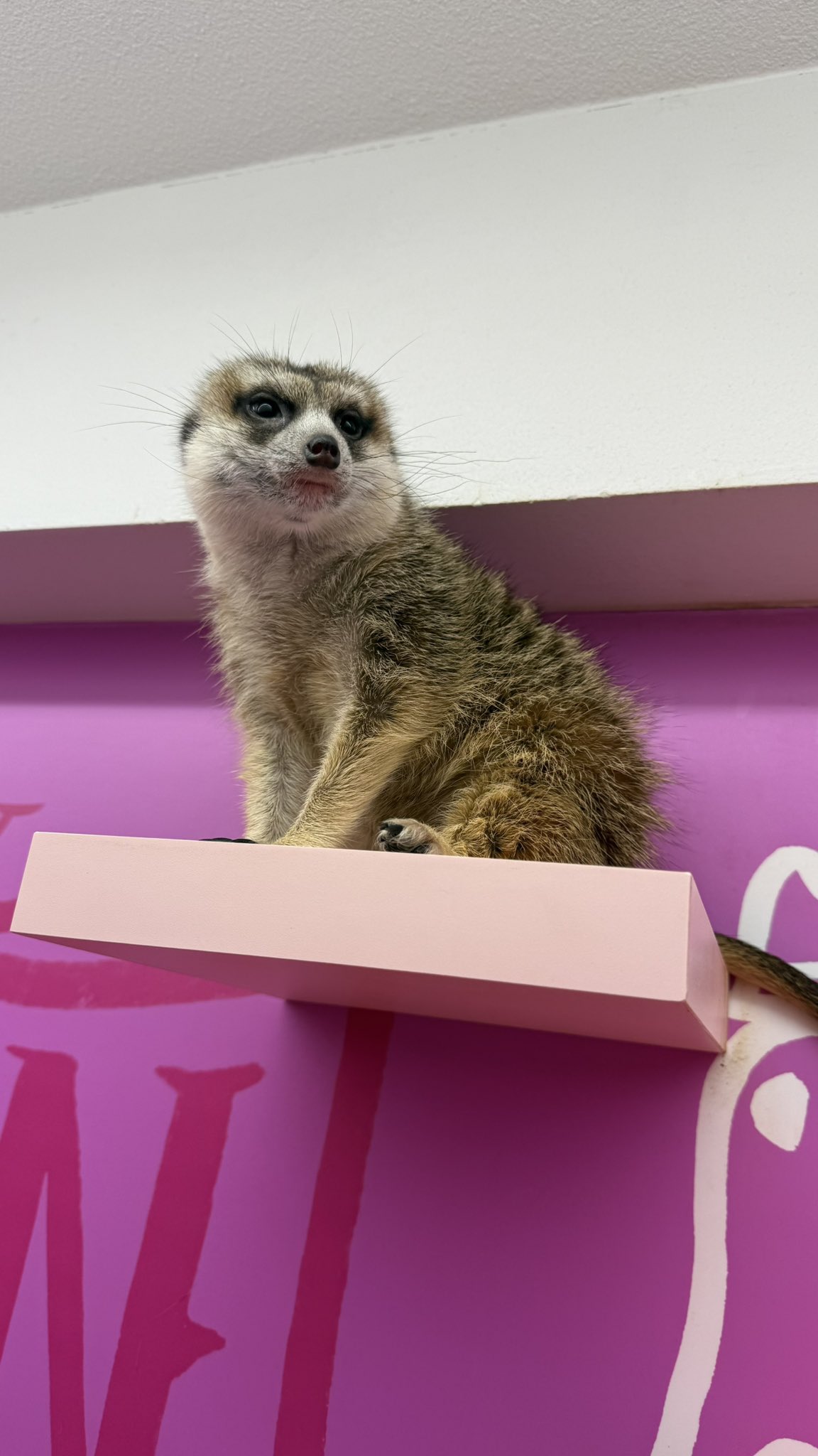 ちゃんよし☆ナマケモノちゃん、ミーアキャットちゃん 原宿かわいい動物園 on X: 