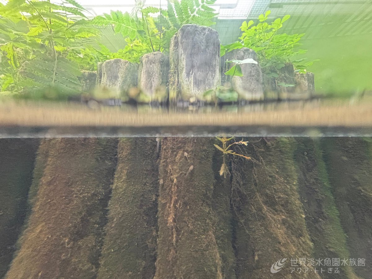 aquatotto's tweet image. 水田や用水路の生きもの水槽をよく見るとオタマジャクシがいます。この水槽内で産卵したツチガエルのオタマジャクシで、多くの個体は捕獲してバックヤードで育成しています。捕獲し損ねた個体も展示水槽内で順調に成長しているようです。【展ス】