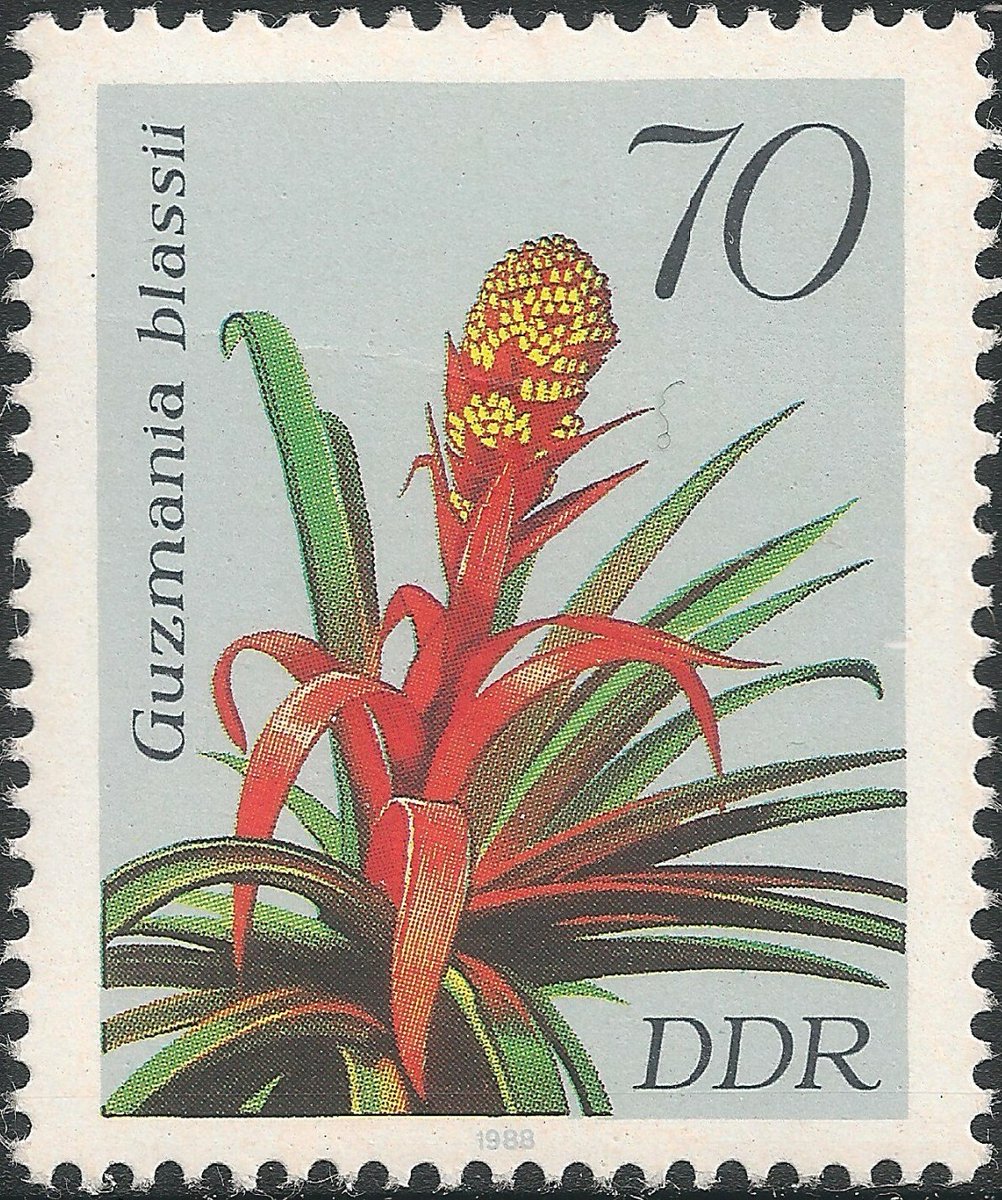 zdunzdunzdun's tweet image. Guzmania. I got this plant from my in-laws yesterday. At least the flower is nice... 😉 #stamps #philately
