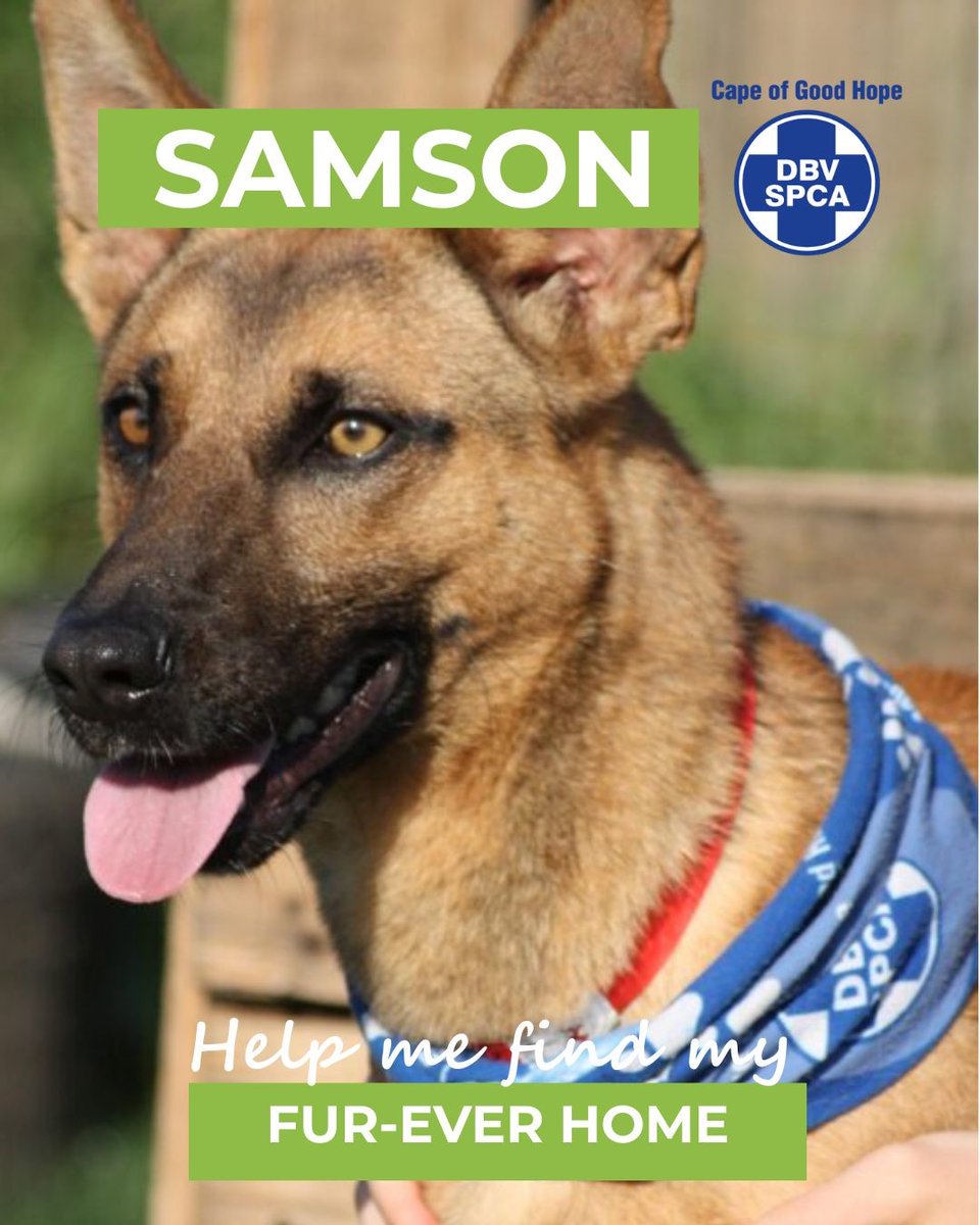 Cape of Good Hope SPCA (@capespca) on Twitter photo *ADOPTIONS* 🐶 DOG OF THE DAY 🐾 SAMSON
📍Meet Samson here: pulse.ly/xe3ir1b42u
📞 Call our Adoptions Centre on (021) 700 4140 | 📧 adoptions@spca-ct.co.za
📲 Please share Samson’s profile—his perfect match might be just a click away.
#adoptdontshop #capespca #capetown *ADOPTIONS* 🐶 DOG OF THE DAY 🐾 SAMSON
📍Meet Samson here: pulse.ly/xe3ir1b42u
📞 Call our Adoptions Centre on (021) 700 4140 | 📧 adoptions@spca-ct.co.za
📲 Please share Samson’s profile—his perfect match might be just a click away.
#adoptdontshop #capespca #capetown