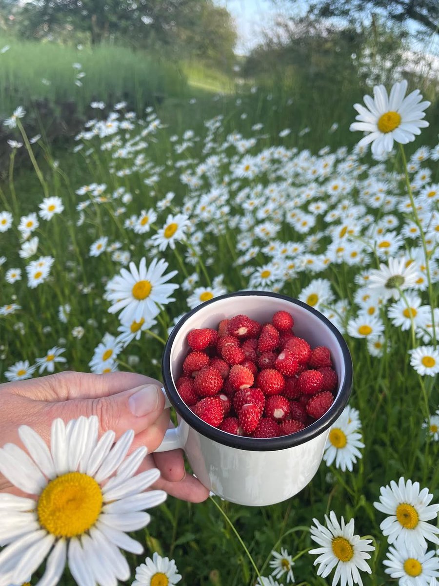 🍓🍓🍓 #czechsummer