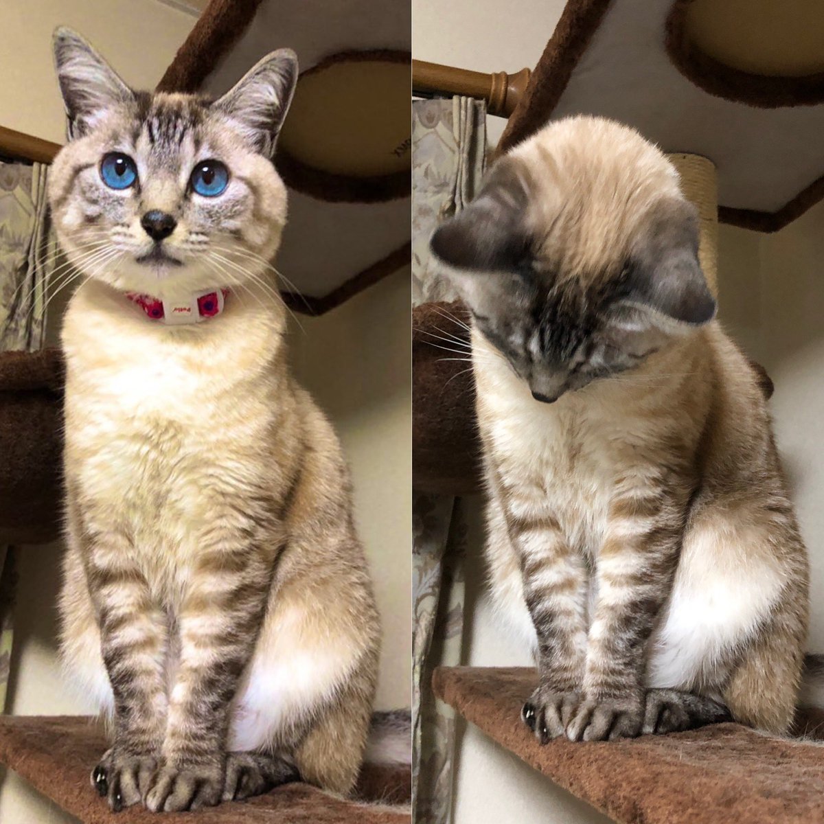 家で留守番しているワンコやニャンコに会えないのが船乗りの辛いところです
久しぶりに帰ると大歓迎されますw