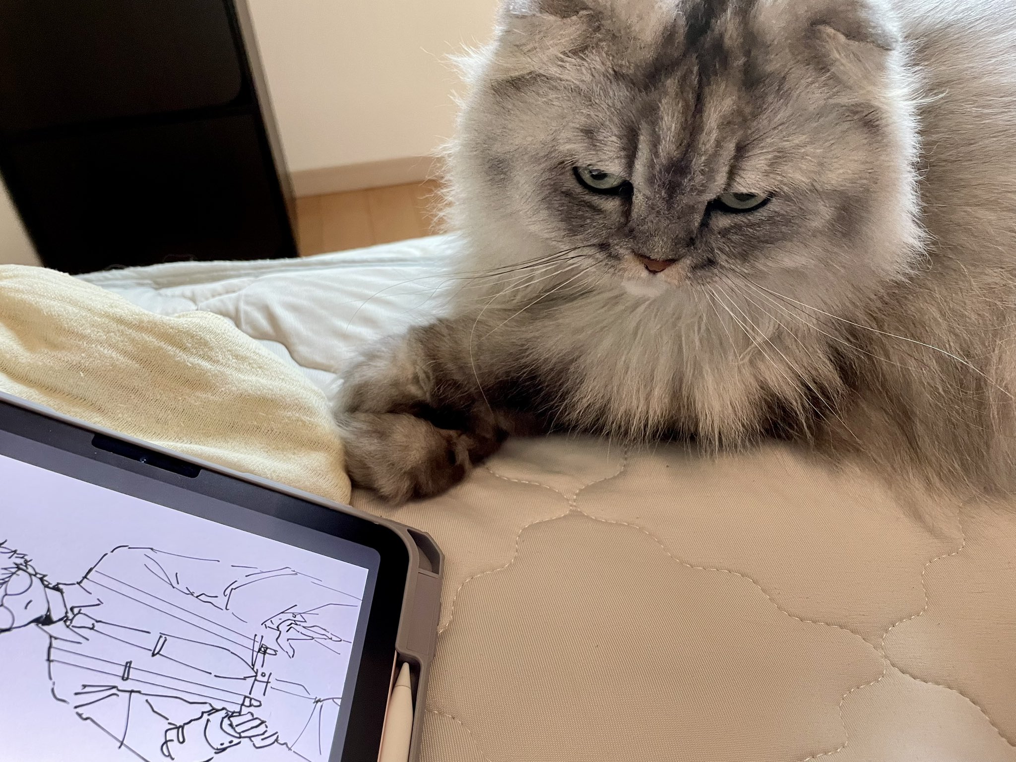 失敗される猫 mqdefault.jpg