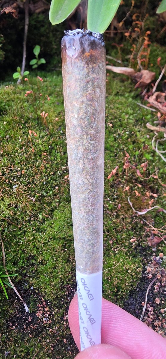 Goooood morning everyone.