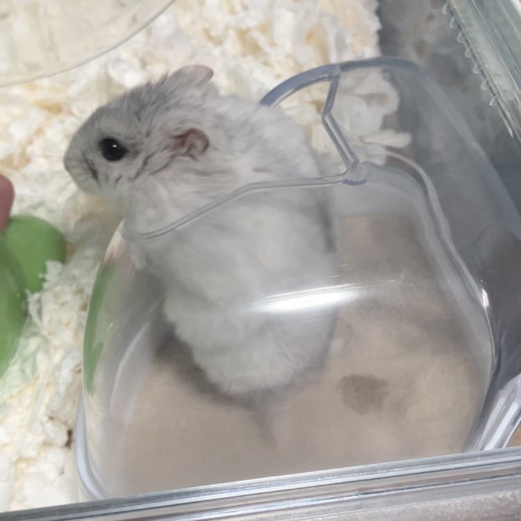 砂浴び用の砂替えて真っ先にすることがそれか？別にいいけど
#ハムスター