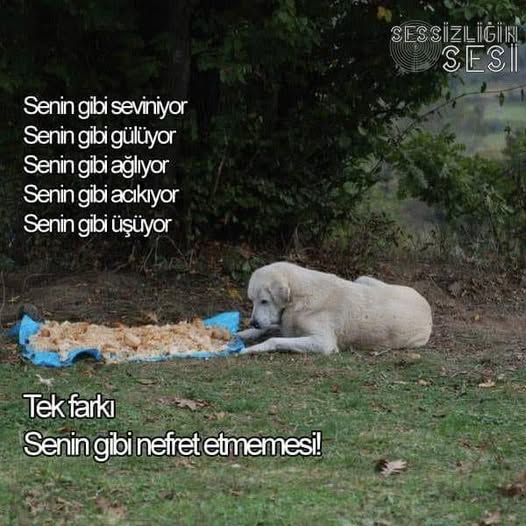 KATLİAMA DUR DE YAŞAM(LARIN)I SAVUN(ALIM)

<a href="/samandagbel/">Samandağ Belediyesi</a> #KatliamYasasınıTanımıyoruz

#KurtuluşYokTekBaşına #İnsanaHayvanaYeryüzüneÖzgürlük #BuSuçaOrtakOlma #BirAradaYaşamıSavunuyoruz

#TürkiyedeKatliamVar #katliamadurdetürkiye #Uyutma #öldürmeyaşat #yasamhakkinasaygi #YasayıVeto