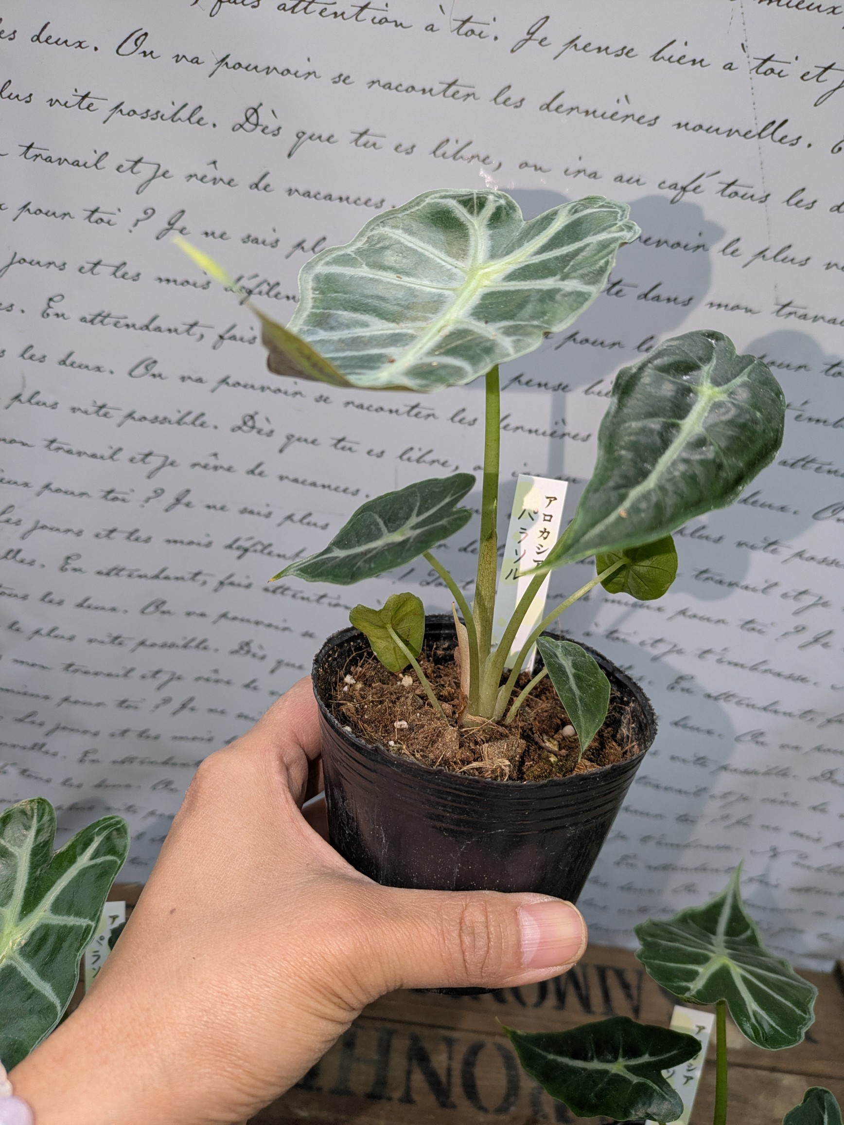 アロカシア　10種セット【大特価】 楽天市場】アロカシア（観葉植物｜花・観葉植物）：花・ガーデン