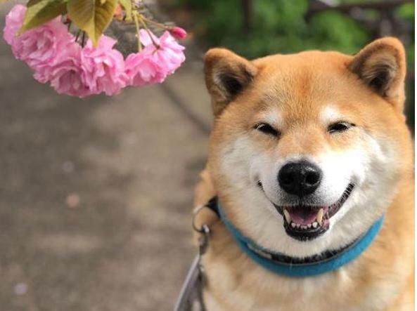 👀 Something big is coming for $MARU

A legacy this strong was never meant to stay small.
Major eyes are watching. Doors are opening 🚀🚀
He’s ready to go global 🐶🌍
Stay close. You won’t want to miss what’s next 😍
TG: t.me/marutarocoinCTO

#MARU #Marutaro #Bullish